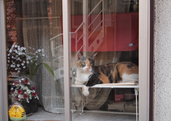 cat in the window.jpg